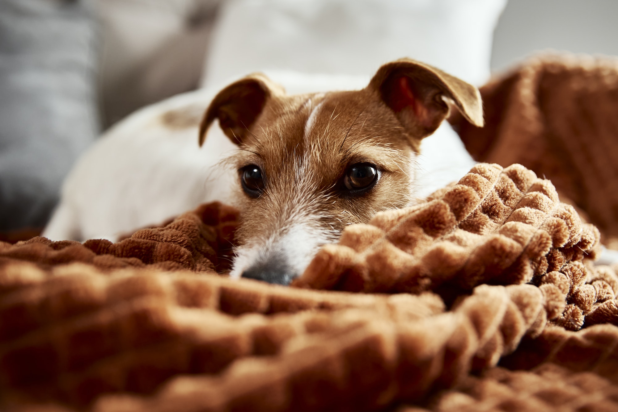 dog-lazing-on-couch.jpg